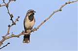 Black-throated Sparrow